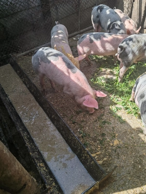 De vanzare purcei 8 saptamani