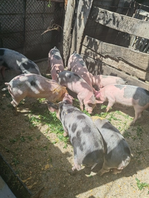 De vanzare purcei 8 saptamani - imagine 3