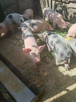 De vanzare purcei 8 saptamani - imagine 2