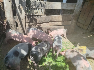 De vanzare purcei 8 saptamani - imagine 4