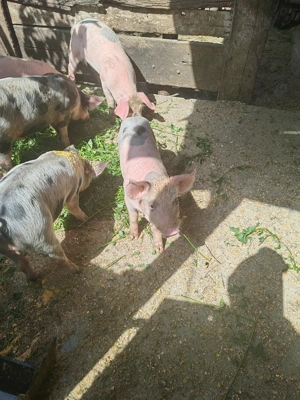 De vanzare purcei 8 saptamani - imagine 5