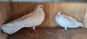 Vand porumbei galateni - imagine 6