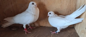 Vand porumbei galateni - imagine 4