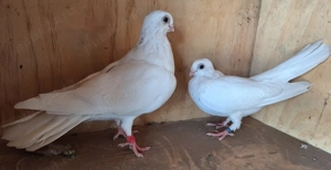 Vand porumbei galateni - imagine 2