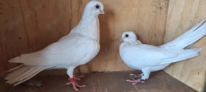 Vand porumbei galateni - imagine 8