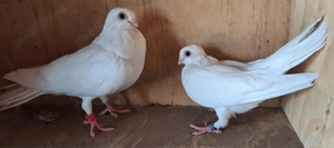 Vand porumbei galateni - imagine 7