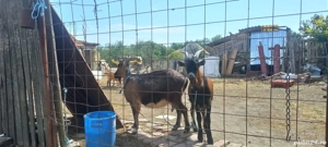 vand capra buna de lapte