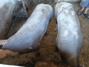 Vând 2 scroafe la alegere 