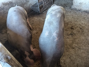 Vând 2 scroafe la alegere  - imagine 3 Vând 2 scroafe la alegere  - imagine 3