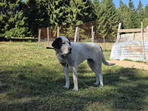 Femela metis alabai cu 8 pui mici de vanzare - imagine 2