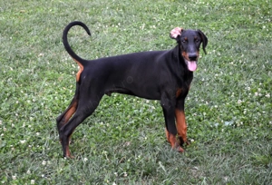 Mascul dobermann negru cu pedigree - imagine 2