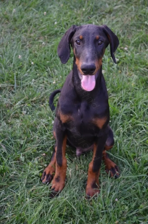 Mascul dobermann negru cu pedigree