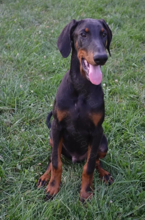 Mascul dobermann negru cu pedigree - imagine 3