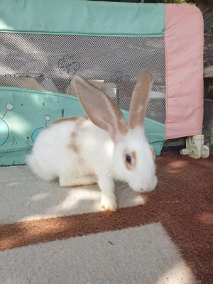 Vand iepuri 2 mascul - imagine 2