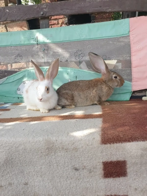 Vand iepuri 2 mascul