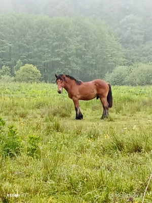 Vand  armăsar de un an jumate