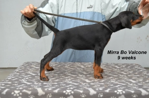Pui doberman de super calitate - imagine 3
