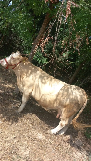 Vând.  vacă. gestanta 