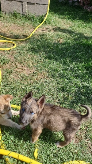 Vand căței ciobănesc german