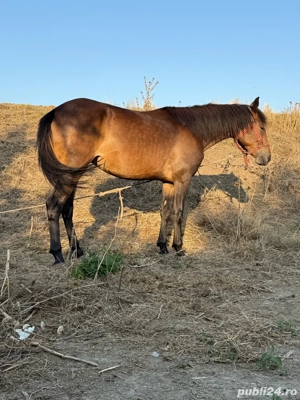schimb iapa cu minz pe junica sau vaca de lapte 