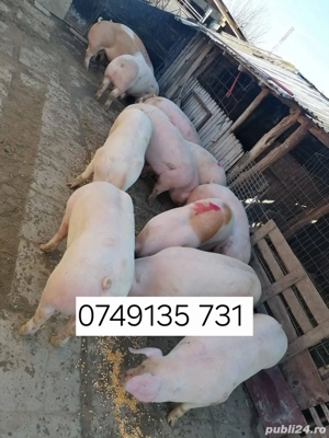 Porci de carne crescuți cu porumb de la 110.kg 120.kg 130.kg 140.150.kg preț.12.lei kg 