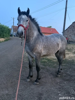 harmasar de vinzare are 2 ani 4 luni mai multe detali nr tel  - imagine 4 harmasar de vinzare are 2 ani 4 luni mai multe detali nr tel  - imagine 4