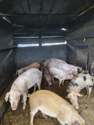 Am spre vânzare porcii 