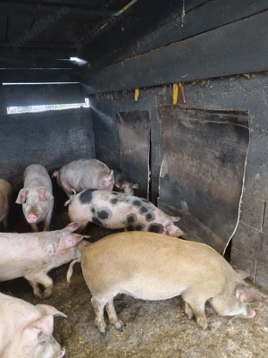 Am spre vânzare porcii  - imagine 5