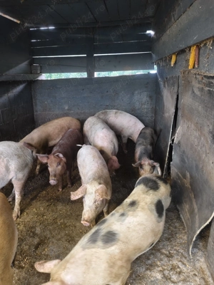 Am spre vânzare porcii  - imagine 4