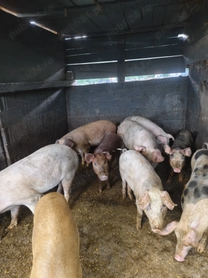 Am spre vânzare porcii  - imagine 6