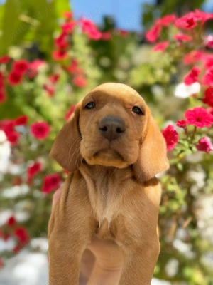 Pui Viszla Maghiara ce au carnet de sanatate complet