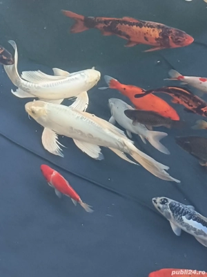 crapi  si carasi ornamentali iaz