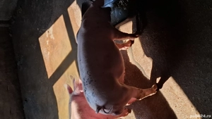 Purcei rasa marele alb