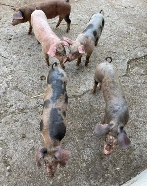 Purcei de vanzare - imagine 2 Purcei de vanzare - imagine 2