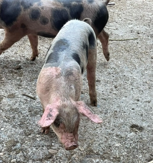 Purcei de vanzare - imagine 3 Purcei de vanzare - imagine 3