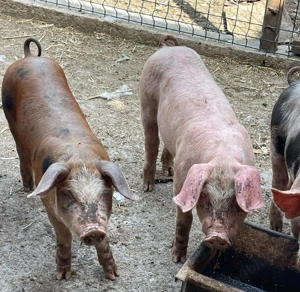 Purcei de vanzare - imagine 4 Purcei de vanzare - imagine 4