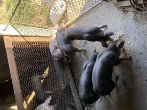 Purcei pietrain 2 luni