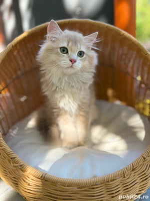 British longhair mascul - imagine 4