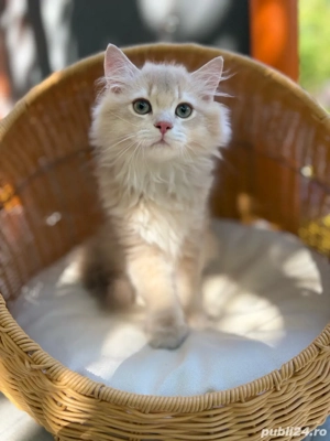 British longhair mascul - imagine 3