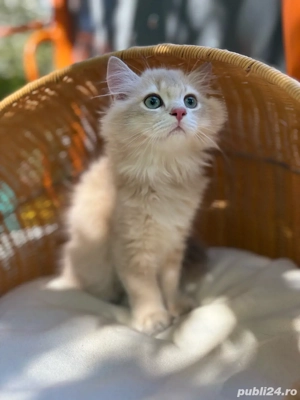 British longhair mascul