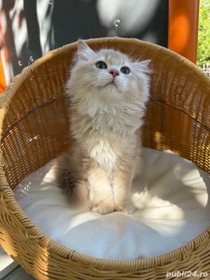 British longhair mascul - imagine 5
