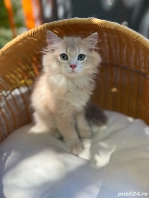 British longhair mascul - imagine 2