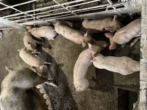 Vand purcei 250 bucata