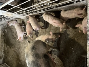 Vand purcei 250 bucata - imagine 2