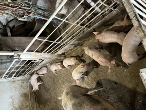 Vand purcei 250 bucata - imagine 4