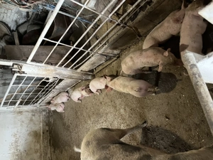 Vand purcei 250 bucata - imagine 5