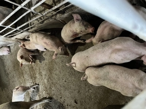 Vand purcei 250 bucata - imagine 3