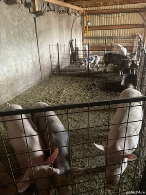 porci de vanzare - imagine 2