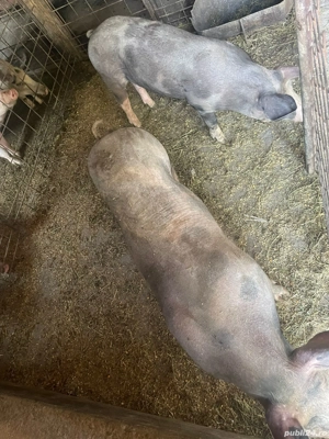 porci de vanzare - imagine 5