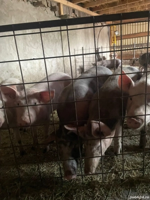 porci de vanzare - imagine 3